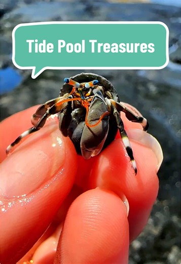 Wow! I might have found Stich if he was a shell! 👽 🏝️ For more of my daily adventure stories check out my Alison’s Adventures insta!