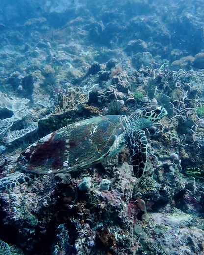 SSI Extended Range 45 m Dive in Candidasa 🤩 Another epic day exploring the deep walls and reefs of Candidasa! We dropped down to 45 meters, spent 25 minutes of accelerated decompression using 50% deco gas, and enjoyed every moment of this technical adventure. Candidasa is one of Bali’s best spots for tech diving dramatic underwater topography, healthy corals, and the chance to meet sharks, marble rays, and big pelagics cruising in the blue. The perfect playground for XR divers! Diving with NICO
