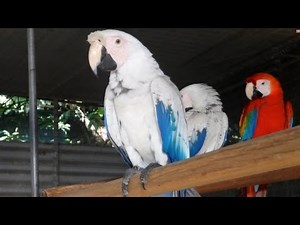 White Macaw