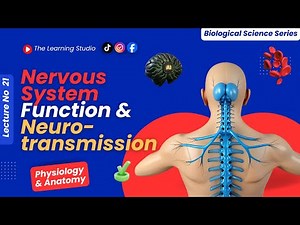 Nervous System Function & Neurotransmission | Neurons, Synapses & Brain Communication | Lec 21