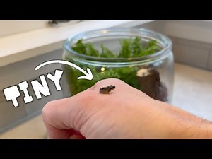 Tiny Tree Frog Terrarium (Vivarium)
