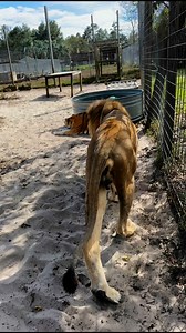 41K views · 1.4K reactions | Big cat growls?! #bigcat #bigcats #cat #cats #wow #amazing #scary #animal #animals #florida | Single Vision, Inc. | Facebook