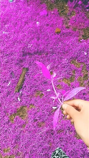 March 16, 2026#perple flower 🌷🪻🪻🪻🪻🪻🪻