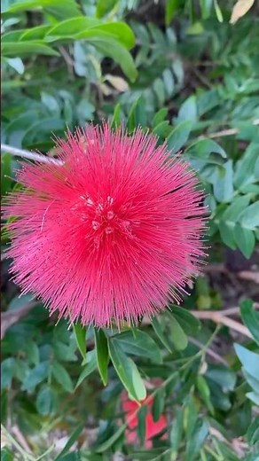 Red powder puff #flowers (Calliandra haematocephala)