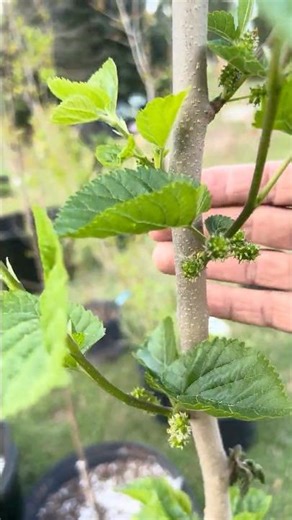 Mulberry Tree Exploding with Fruit- Fruit Tree #offgrid #berries #survival #soil #worms #silk #GA