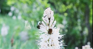 Cetonia aurata, bee and other small insects crawl on the white flower. Clear day, against the background of greenery, close-up
