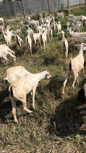 Strong Somali breeding goats ready for serious farmers and livestock investors 🐐🔥 Known for fast growth, strong genetics, and excellent meat quality. Perfect for breeding programs and commercial goat farming across Kenya and East Africa. Healthy, hardy, and well adapted to dry climates. Ideal for farmers looking to expand their goat herd or start a profitable livestock business. 📍 Available now 📩 DM for prices and delivery options #SomaliGoats #BreedingGoats #GoatFarming #GoatsForSale #Lives