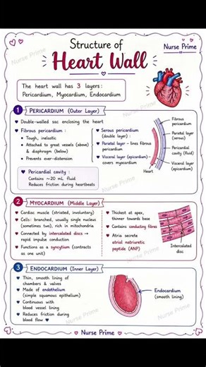 Part 3. The Cardiovascular system The heart — a muscular organ that continuously pumps blood.