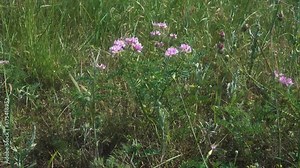 Creeping crown vetch (Coronilla varia) in dry agriculture steppe, Crimea