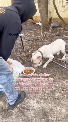 Building a HEATED DOG HOUSE for Rescue dogs on Our NEW Compound