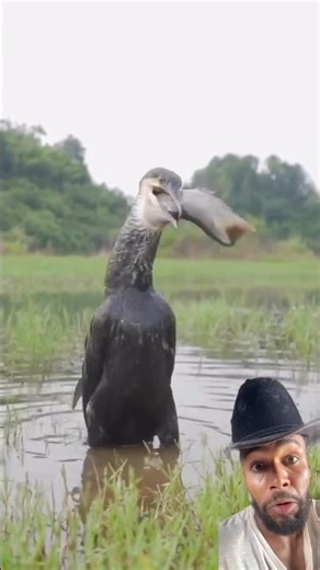 Bird swallowed the fish #shortsclip #miner #countryside #cow #shorts #muleteer #cowboy