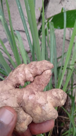 Comment Faire Sécher Les Œdèmes Aux Pieds, Les Rétentions Deau Dans Le Corps ? Voici La Solution Définitive À L'aide Des Produits Naturels. Contact : 2348133751423 Dr Hilaire Nasser F | Traitement aux plantes naturelles