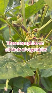 There are aphids on all kinds of vegetables. #garden #gardening #gardentips #gardeningtips #gardeninghacks #planting #plantingtips #plant #plants #plantinghacks #agriculture #farming | Seed To Harvest