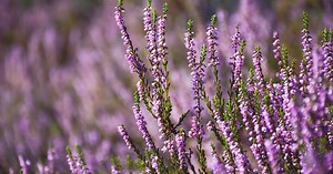 Scottish Heather | Ancient–Modern Tartan & Clan Finder
