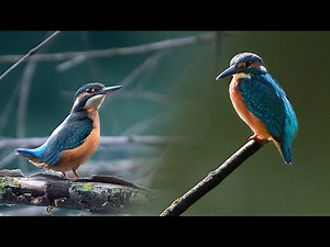 This is how I Find and Photograph Common Kingfisher - POV Wildlife and Bird Photography