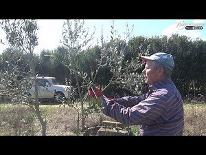 Προετοιμασία , καθαρισμός , διόρθωμα δέντρων Ελιάς για μελλοντικό κλάδεμα