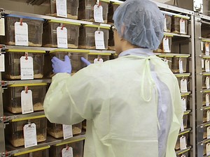 Video: An In Vivo Murine Sciatic Nerve Model of Perineural Invasion