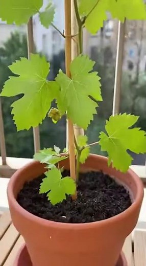 Vous pouvez cultiver des raisins à la maison avec une méthode simple