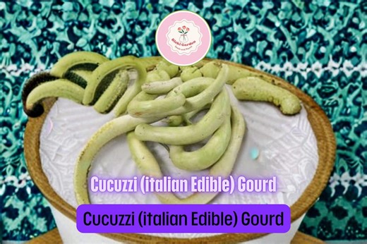 Cucuzzi Italian Edible Gourd Seeds – 10 Seeds – Long Light-green Gourds for Trellises, Summer Gardens & Vertical Growing - Etsy