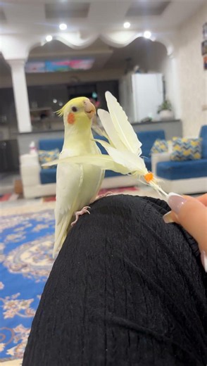 Funny Cockatiel Learned to Scream! Playing with Chico the Talking Bird 🦜😂 | #shortsfeed