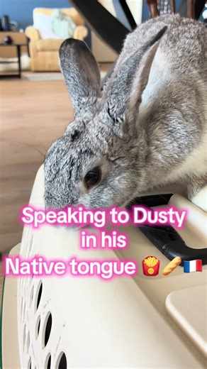 Hopefully he recognizes it. I don’t want to be ignorant to his language. Who else is the parent of a bilingual child? #french #france #learnfrench #bunny #rabbit @Duolingo France