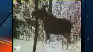 For this week's Throwback Thursday, we're taking a look back at Moose Lift II -- a 1987 project that transported moose from the wilderness of Ontario to the Upper Peninsula of Michigan. This video is a series of clips from a 1987 episode of Discovering that documented the process of Moose Lift II. | TV6 & FOX UP