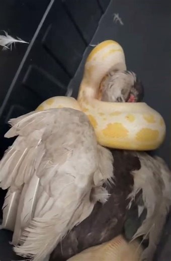 Burmese python ⚠️LIVE FEEDING⚠️ ‼️WARNING‼️ #reptiles #snake #burmesepython #viral #fyp