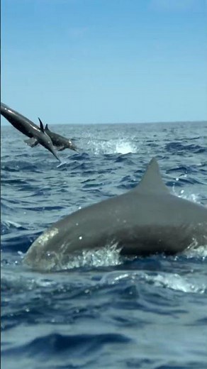 Spinner dolphins are the acrobats of the dolphin world. #dolphin #naturepbs #animals #animalshorts
