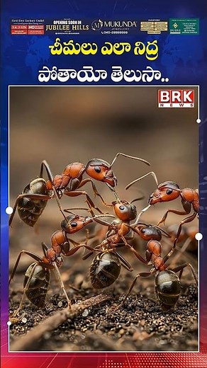 Do you know how ants sleep?🤔🤔 | Ants Really Sleep? Shocking Science Explained | BRK News