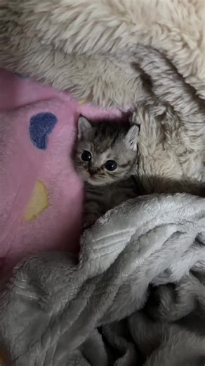 Cute Cat vs. Human Interaction | Funny Pet Moments