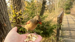 14K views · 1.3K reactions | The Queen of the Boardwalk, a Northern Cardinal, visits the Hand of Snacks. It’s been awhile since I’ve seen her. She decides to leave when she spots a pair of Sandhill Cranes walking up behind me. | Jocelyn Anderson Photography | Facebook