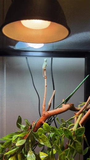 Last bask before bedtime 🌙 #chameleon #relaxing