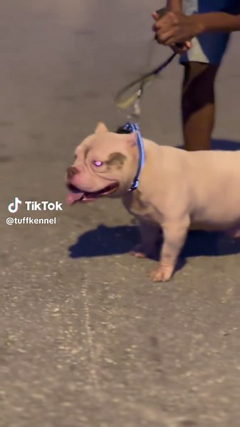 Explore Stunning Micro Bullies at Big Life Bully Kennel