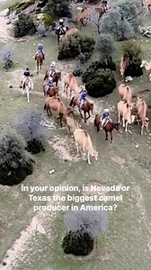 In Nevada, USA, camel herders happily grazing their camels encountered a drone searching for alien bases and spacecraft in the area. In your opinion, is Nevada or Texas the biggest camel producer in America? #Nevada #USA #camel #herders #dron #Texas | Defineye Giden Yol - The way to The Treasure