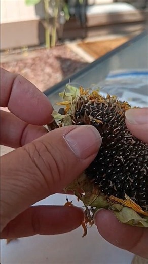 How to harvest Sunflower Seeds #garden