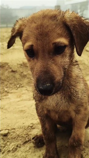 dog videos for dogs to watch 🐕🐕sound #love #youtubeshorts #dog #dogshorts