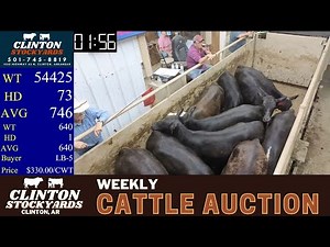 7/26/2025 - Cattle Auction - Clinton Stockyards
