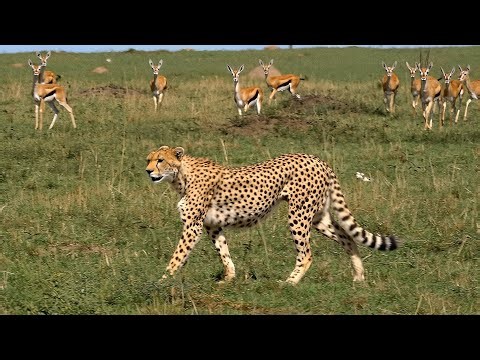 The Savannah Challenge: Herbivores and Carnivores