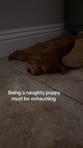 All Maple does is steal shoes, bark at nothing and chase around the cats! 😂 #fypシ゚viral #fyp #puppytiktok