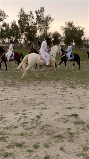 Most beutiful horses #horse