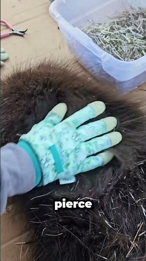 How Porcupine Quills Work