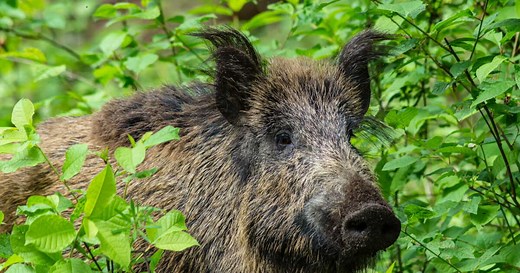 La femelle du sanglier a un nom bien précis, voici lequel