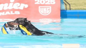 Thousands of dogs and over 175 different breeds competed in this 'Total Dog' show