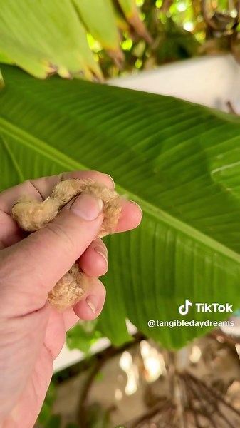 Cultivating Brown Cotton: A Gardening Experiment