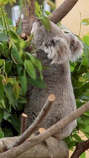 Did you know the koala is the only mammal in the world with a digestive system capable of breaking down the strong poisons in eucalyptus leaves? 🐨 What’s more, the water in eucalyptus leaves provides sufficient hydration for koalas, so they don’t have to travel to water sources to hydrate! #Koalacuse #Syracusezoo #Syracuse #CNY #Koalas #Koalalovers | Rosamond Gifford Zoo
