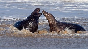 Climate change is affecting when grey seals give birth, scientists say