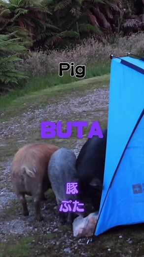 TikTokでakosuke_campさんをチェック！