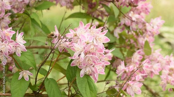 The flowers of the pink deutzia are swayed by the wind. Bees collect nectar.