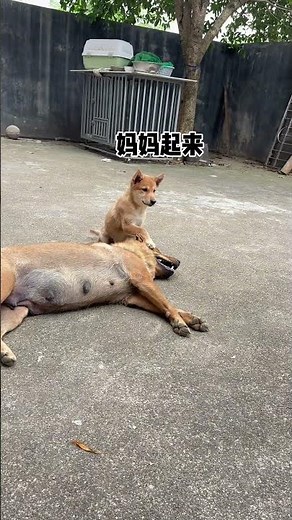 Does the puppy have food and not forget its mother