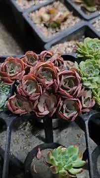 How to Keep Your Succulents Alive During Summer